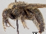 Xylocopa micheneri subsp. micheneri image