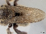 Xylocopa micheneri subsp. micheneri image
