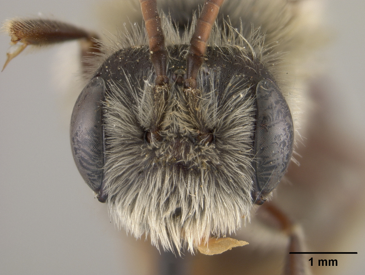 Andrena wilmattae image
