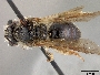 Image of Andrena hippotes