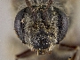 Andrena hippotes image