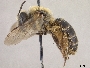 Andrena asteroides image