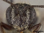Andrena atlantica image