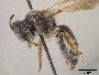 Andrena atlantica image