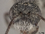 Andrena erigeniae image