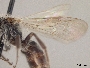 Andrena erigeniae image