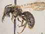 Andrena cerebrata image