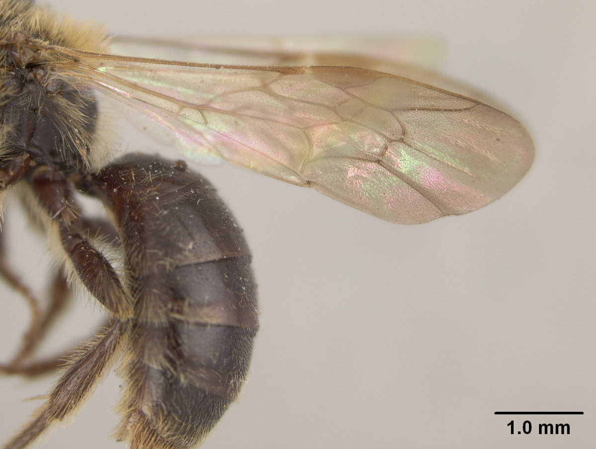 Andrena cerebrata image