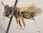 Andrena wheeleri image