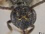 Andrena ceanothi image