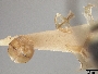 Andrena ceanothi image
