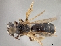 Andrena robertsonii image