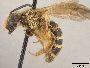 Andrena dimorpha image