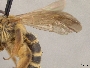Andrena dimorpha image