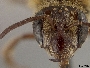 Andrena duplicata image