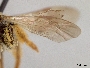 Andrena ilicis image