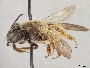 Andrena macra image