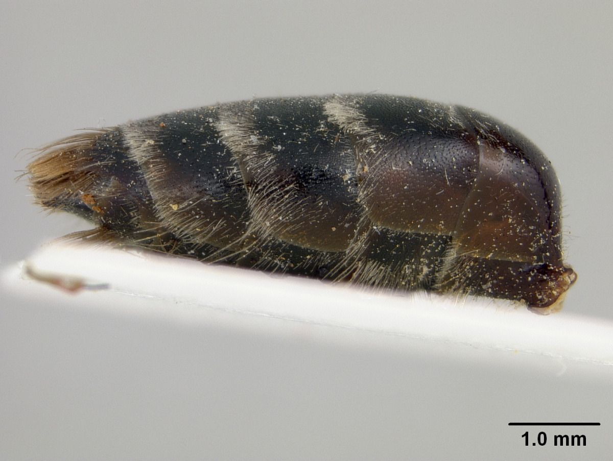Andrena macra image