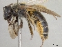 Andrena platyparia image