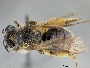 Andrena spiraeana image