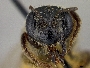 Andrena spiraeana image