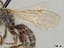 Andrena krigiana image