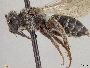 Andrena placata image
