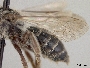 Andrena placata image