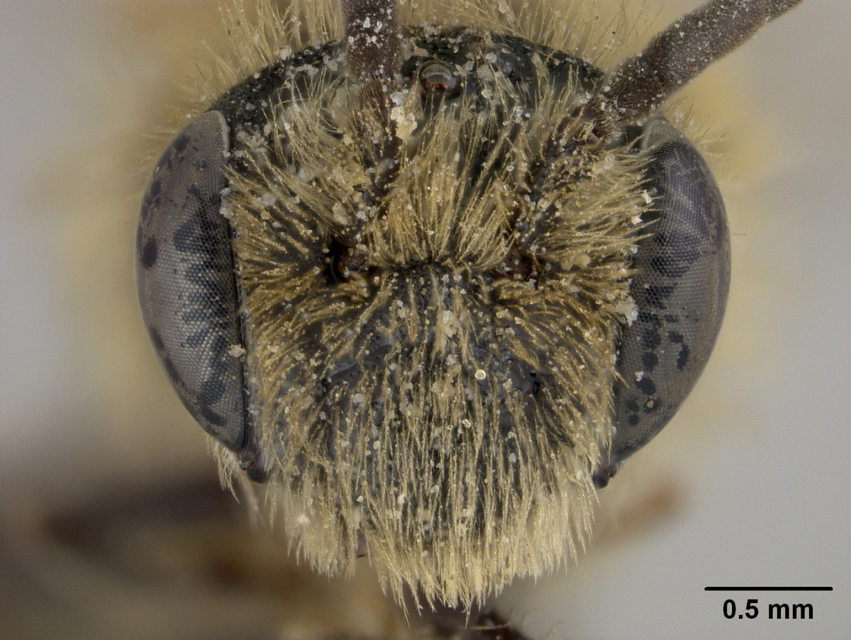 Andrena nuda image