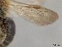 Andrena nuda image