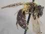 Andrena forbesii image