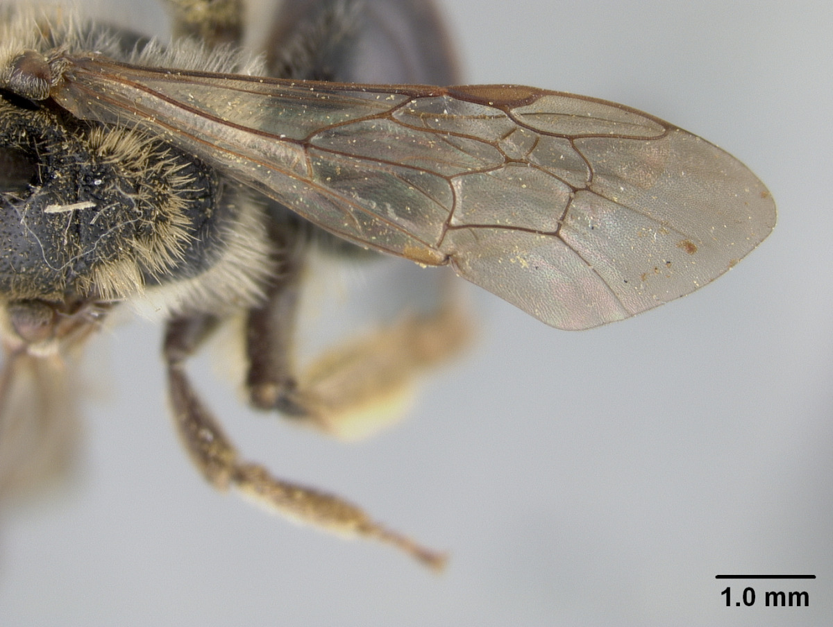 Andrena forbesii image