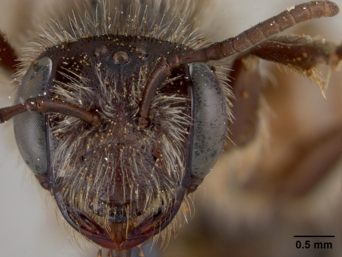 Andrena robervalensis image