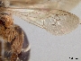 Andrena robervalensis image