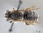 Andrena rubi image
