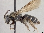 Andrena rubi image