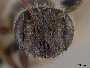 Andrena uvulariae image