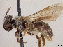 Andrena uvulariae image