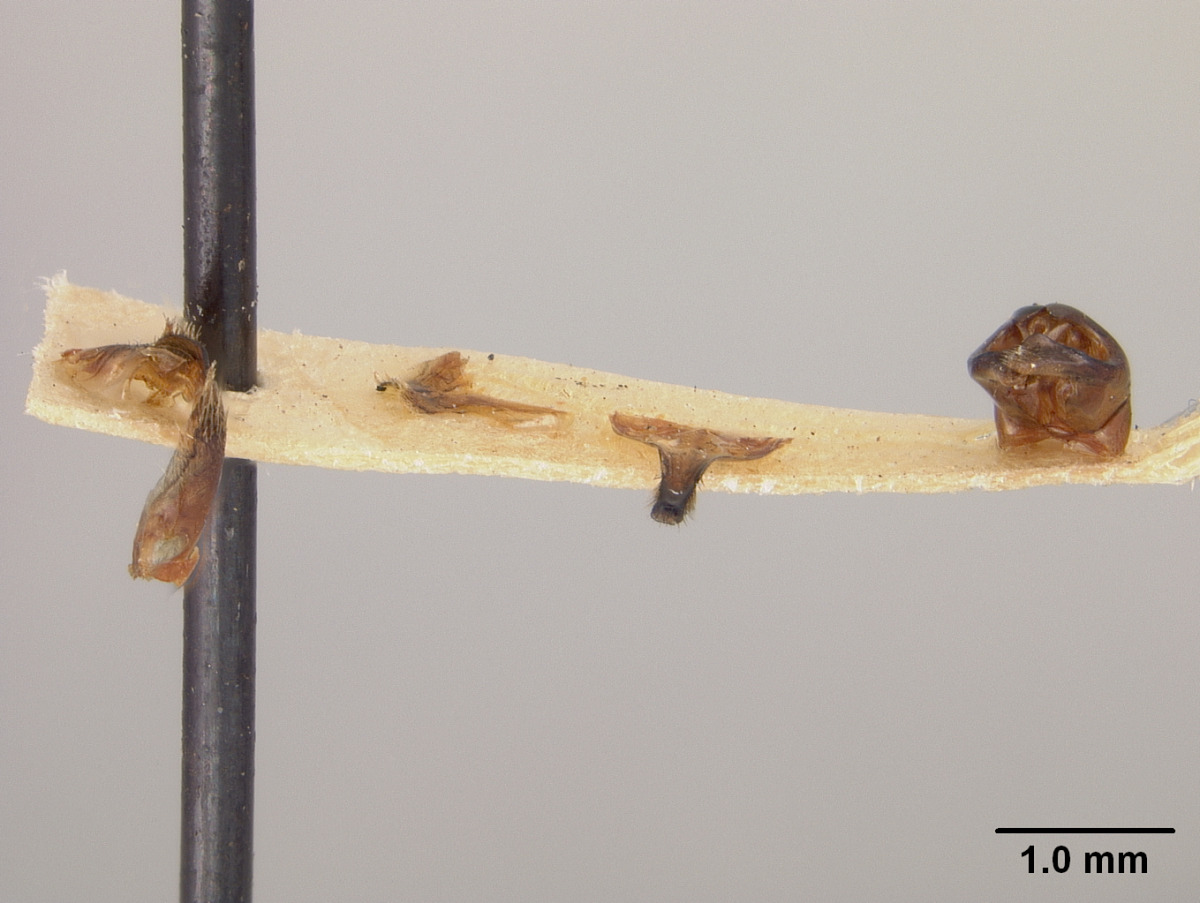 Andrena fenningeri image