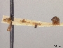 Andrena fenningeri image