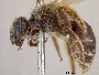 Andrena rehni image