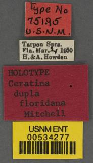 Ceratina floridana image