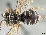 Epeolus ilicis image