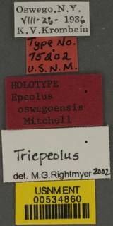 Triepeolus pectoralis image