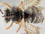 Epeolus ilicis image