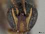 Hylaeus graenicheri image
