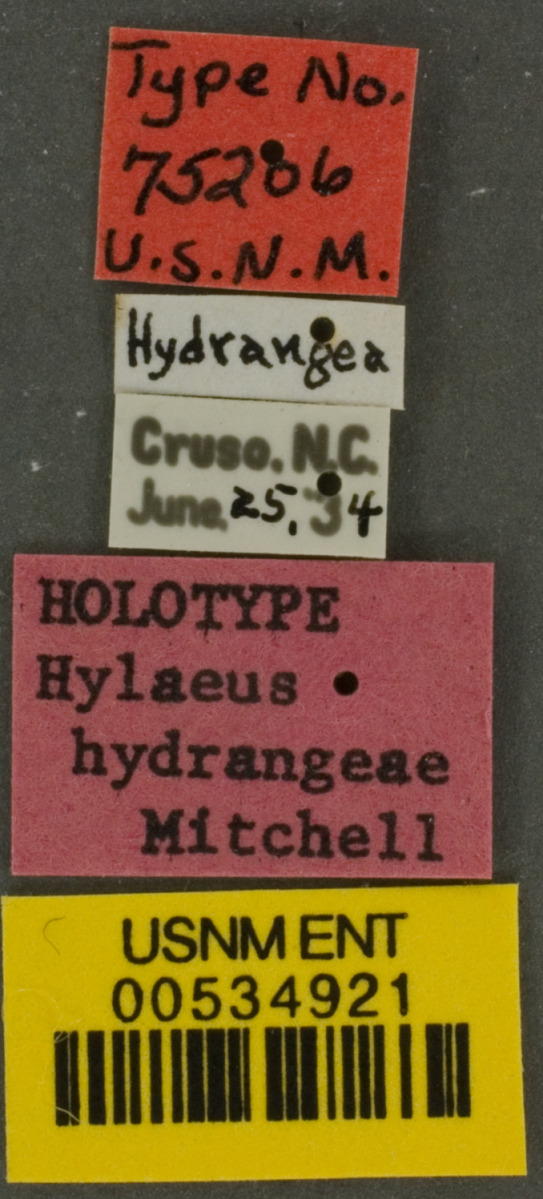 Hylaeus georgicus image