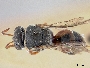 Hylaeus formosus image