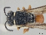 Hylaeus volusiensis image