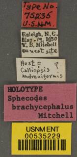 Sphecodes brachycephalus image